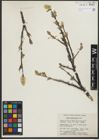 Foto von Salix richardsonii Hook.